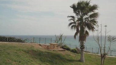 Grassy Cliff 'teki boş piknik masasının yanında sallanan palmiye ağacı Bulutlu Gök altında okyanus manzaralı, Geniş Açı ve Kıyı Esintisi kavramından yakalanmış