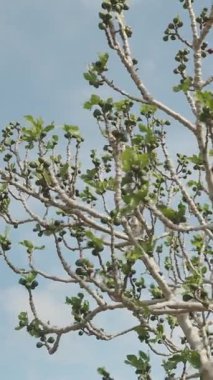 Dikey video. Kavisli Çıplak Dalları olan İncir Ağacı ve Erken Yeşil Meyveler Düşük Açı Erken Gelişim Konseptinden Yakalanmış Parlak Gökyüzüne Karşı Yapraklar Çıkmadan Önce