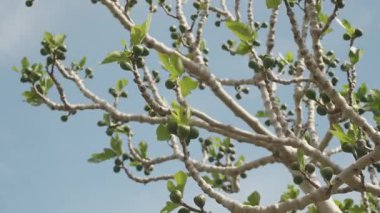 Mavi Gök 'ün altında Düşük Açı Bakış Açısı, Mevsimsel Geçiş Konseptinde Küçük Yeşil Meyveler ve Kıvrık Yapraklarla Solgun İncir Ağacı Dalları Yakından Bakış