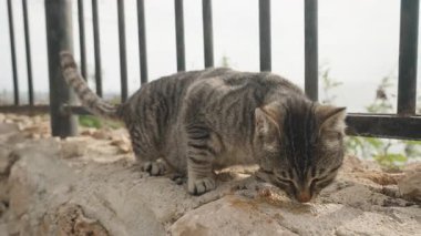 Çizgili Kürklü Kedi Metal Çitin yanındaki Taş Duvarda Yemek Yiyen Metal Çitli Okyanus Arkaplanı Yer seviyesinde Yakalandı, Şehir Yaban Hayatı Konsepti