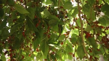 Dut Ağacı 'nın yoğun gölgesinde Olgunlaşmamış Kırmızı Böğürtlenler ve Aşağıdan Bakılan Büyük Yeşil Yapraklar, Orman Gölgesi Konsepti