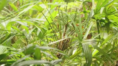 Parlak Güneş Işığında Olgunlaşmamış Meyve Kümeleri Yerden Sığ Odakta Yakaladığı Yoğun Palmiye Kümesi