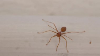 Yüzü Sığ Odaklı Kamerayla Yüzleşen Beyaz Tahta Yüzeyde Duran Uzun Bacaklı Kırmızımsı Karınca Yakından Bakışı, İlk Kişi Açısı, Böcek Makro Kavramı
