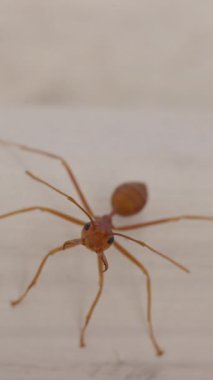 Dikey video. Yüzü Sığ Odaklı Kamerayla Yüzleşen Beyaz Tahta Yüzeyde Duran Uzun Bacaklı Kırmızımsı Karınca Yakından Bakışı, İlk Kişi Açısı, Böcek Makro Kavramı