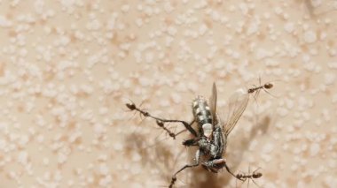 Bej bir yüzey, Senkronize Hareket, Makro Perspektif Böcek Ekibi ve Hayatta Kalma Ekibi Üzerinde Ölü Bir Ev Sineğini Çevreleyen ve Yakalayan Birkaç Karıncanın Üst Görüntüsü