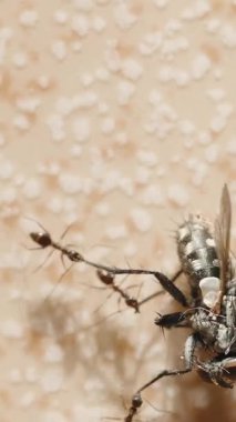 Dikey video. Bej bir yüzey, Senkronize Hareket, Makro Perspektif Böcek Ekibi ve Hayatta Kalma Ekibi Üzerinde Ölü Bir Ev Sineğini Çevreleyen ve Yakalayan Birkaç Karıncanın Üst Görüntüsü