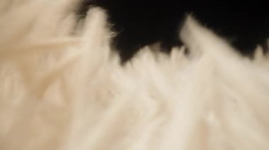 Tüylü Krem İpliklerinin Makro Çekimi Rüzgarda Nazikçe Sallanırken Kamera Geriye Giderek Karanlık Bir Duyusal Hareket ve Dokunsal Çevreye Karşı Yumuşak Akış Hareketi Oluşturdu