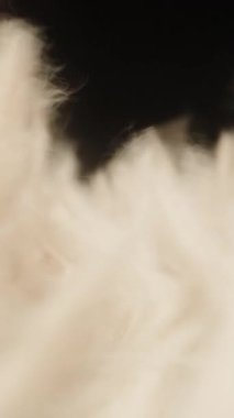 Dikey video. Tüylü Krem İpliklerinin Makro Çekimi Rüzgarda Nazikçe Sallanırken Kamera Geriye Giderek Karanlık Bir Duyusal Hareket ve Dokunsal Çevreye Karşı Yumuşak Akış Hareketi Oluşturdu