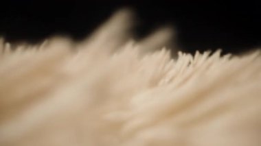 Makro Krem Renkli İplikler Görünümü Sığ Derinlikte ve Karanlık Arkaplanda Yumuşak Doğal Hareket Kavramını Vurguluyor Rüzgar Akımı ve Organik Doku