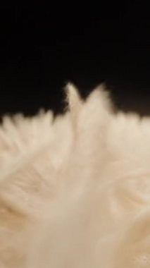 Dikey video. Tüylü Krem İpliklerinin Macro Çekimi Soyut Akış ve Karanlık Arkaplan Kavramının Sığ Derinliği Soyut Hareket ve Yumuşak Dokusu ile Rüzgardan Farklı Yönlerde Yavaşça Sallanıyor