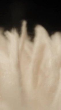 Dikey video. Yumuşak Derinlik ve Yumuşak Akış ile Rüzgarda Sallanan Yumuşak Renkli Yumuşak Fiberlerin Makro Çekimi Hafif Hareket ve Dokunsal Minimalizm 'in Karanlık Minimum Arkaplan Kavramına Karşı