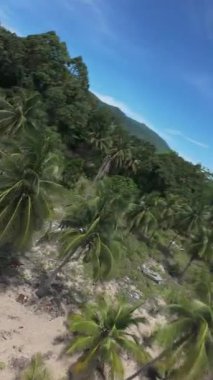 Dikey video. FPV İnsansız Hava Aracı Tropikal Ada Sahili boyunca Palmiye ağaçları ve Geniş Açı Seyahat ve Yaz Kaçışı Perspektifi Açık Mavi Gökyüzü ile Uçuyor