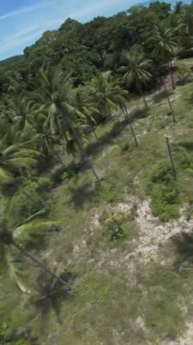 Dikey video. FPV İnsansız Hava Aracı Okyanus Görünümü ve Yaz Macerası Konsepti ile Tropik Kum Kıyı Kıyısı 'ndaki Palmiye Ağaçları Arasında Manevra Yapıyor