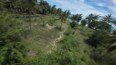 FPV İnsansız Hava Aracı, Dinamik Düşük Açı Egzotik Macera Konsepti 'nde Görüntü ve Hareket Bulanıklığı ile Tropikal Sahil Boyunca Palmiye Ağaçlarına Yaklaştı