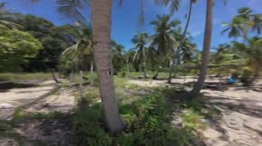 Sakin Okyanus ve Mavi Gök ile Tenha Tropikal Sahilde Ada Huzuru İçin Düşük Açı Görüş Amaçlı Palmiye Ağacı 'nın etrafında daireler çizen İHA.