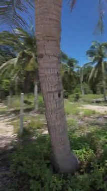 Dikey video. Sakin Okyanus ve Mavi Gök ile Tenha Tropikal Sahilde Ada Huzuru İçin Düşük Açı Görüş Amaçlı Palmiye Ağacı 'nın etrafında daireler çizen İHA.