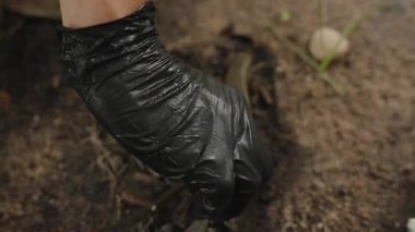 Siyah Eldiven Giyen Bir Kişi Ölü Kertenkele Açık Çöp Kutusunun Üzerinde Açık Açıkta Açık Açıkta Yakındaki Arazide Bitkilerle, İmha Sahnesi, Temizlik ve Hijyen Konsepti