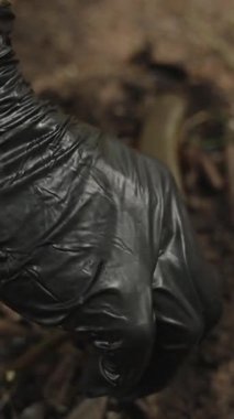 Dikey video. Siyah Eldiven Giyen Bir Kişi Ölü Kertenkele Açık Çöp Kutusunun Üzerinde Açık Açıkta Açık Açıkta Yakındaki Arazide Bitkilerle, İmha Sahnesi, Temizlik ve Hijyen Konsepti