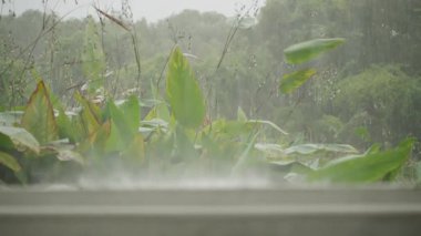 Şiddetli Yağmurun Yüzeye Sıçrayan Görünümünü Kapat Arkaplanda Bulanık Orman Yaprakları Sığ Derinlikte Yakaladık