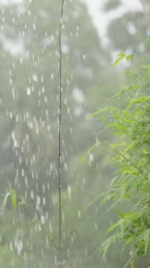 Dikey video. Yavaş Yağmur Bambu ve Yoğun Tropikal Ağaçlar Yağış Hareketinden Yüksek Ayrıntılı Yandan Yakalandı