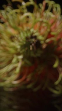 Taze Rambutan Meyvelerinin Dolly Kaydırıcısı Canlı Kırmızı Deriler ve Eğri Yeşil Dikenli Karanlık Stüdyo Arkaplanına Karşı Yansıtıcı Yüzeyde Ayarlanmış