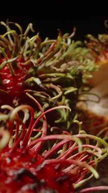 Dolly Kaydırıcı Yakın Çekim Bir Soyulmuş ve Açığa Çıkan Etle Rambutan Meyveleri Arasında ve Yansıtıcı Yüzeyde Diğerleri Arkaplanda