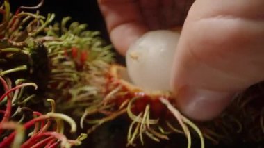 Stüdyo Işığının Altında Yansıtıcı Yüzeyde Boş Meyve Kabuklarıyla Yedikten sonra Tohum Tohumu 'nu Tutarken Dolly Kaydırma Kapağı Stüdyo Işığı Altında