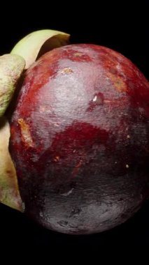 Tüm Mangosteen, Siyah Arkaplan, Egzotik Tropikal Üretim, Sağlıklı Yeme Konsepti, İzole edilmiş Siyah Arkaplan ve Yeşil Taç ile Kusursuz Döngüde Dönüyor