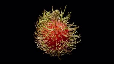 Tüm Rambutan Dönüşümlü Dikensiz Kırmızı Cilt ve Yeşil Saçımsı İplikler Siyah Arkaplan Karşısında Tropikal Doku, Egzotik Meyve Konsepti