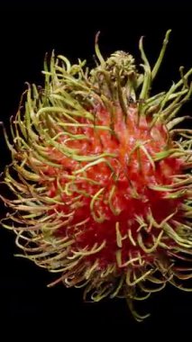 Tüm Rambutan Dönüşümlü Dikensiz Kırmızı Cilt ve Yeşil Saçımsı İplikler Siyah Arkaplan Karşısında Tropikal Doku, Egzotik Meyve Konsepti