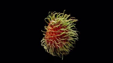 Yarı Rambutan Dönüşümlü Tertemiz Döngü Yarı Şeffaf Beyaz Et ve desenli Dikenli Siyah Arka plan, Sağlıklı Egzotik Atıştırma Kavramı