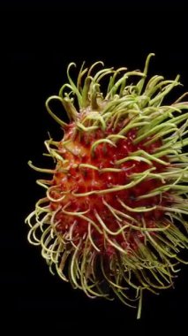 Yarı Rambutan Dönüşümlü Tertemiz Döngü Yarı Şeffaf Beyaz Et ve desenli Dikenli Siyah Arka plan, Sağlıklı Egzotik Atıştırma Kavramı