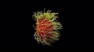 Rambutan Yarı Dönüşümlü Saf Et ve Görünür İç Tohum Siyah Arkaplanda, Ham Doğal Yapı, Egzotik Üretim Konseptinin Vurgulanması