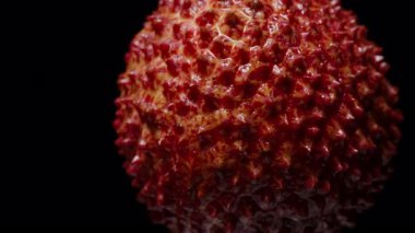 Parlak Kırmızı Dikenli Dikenli Kabuk Macro Manzarası ve Parlak Işıklar Siyah Arkaplan ve Egzotik Doku Çalışması Üzerine Yavaş Dönüyor