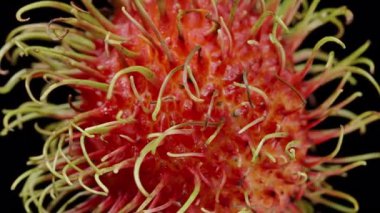 Rambutan Derisinin Aşırı Yakın Çekimi Canlı Kırmızı Yüzeyi Gösteriyor ve Yüksek Detay ve Dokuya sahip Koyu Yeşil Saçlı Omurgalar, Egzotik Meyve Makro Çalışması Konsepti