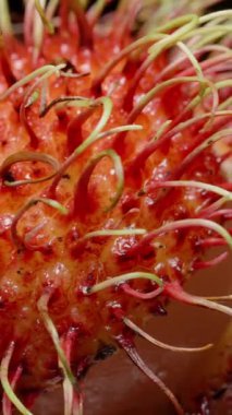 Kırmızı Dikenli Kabuk Altında Kırmızı Dikenli Beyaz Etler Altında Egzotik Meyve Etkileşimi Konseptine Karşı El Kabuğu Yakından Soyma Rambutan