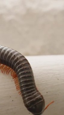Geniş Kara Kırkayak Pürüzsüz Beyaz Yüzeyde Bölünmüş Vücut ve Turuncu Bacaklarla Taşa Karşı Yan Profil, Macro Doğa Çalışması Konsepti