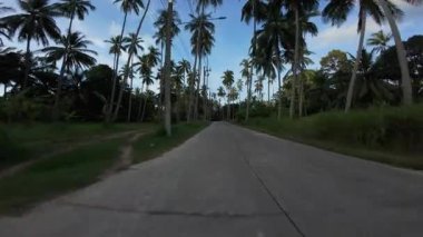 Scooter 'daki adam İHA' yı geçti ve Palm Tree Lined Road 'da ilerledi, Akşam Işığıyla Yan Hava Görüntüsü, Tropikal Sollama Konsepti