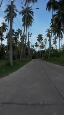 Dikey video. Scooter 'daki adam İHA' yı geçti ve Palm Tree Lined Road 'da ilerledi, Akşam Işığıyla Yan Hava Görüntüsü, Tropikal Sollama Konsepti