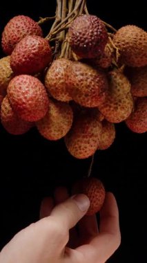 Dikey video. El Uzanıyor ve Bir Asılı Küme 'den Bir Liçi Tutuyor Siyah Arkaplanda Yakın Çekimde Alçak Anahtar Işıklandırma ve Döngüleme Hareketiyle Yakalandı