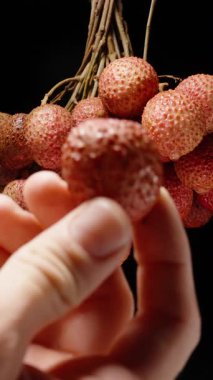 Dikey video. Parmak, Asılı Bir Kümenin Önünde Olgun Bir Lychee Tutuyor Siyah Arkaplan Üzerinde Düşük Anahtar Işıklandırması Doku ve Tazeliği Vurguluyor