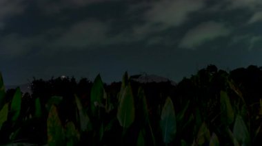 Gece Hızı Arkaplan Arkaplanı 'nda Arkaplan Arkasında Önplan' da Tropikal Bitkilerle Uzaktan Yıldırım Düşüyor