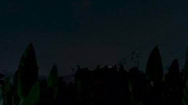 Önplandaki Siluetli Yapraklarla Gece Hızı Dağında Yoğun Gök Gürültüsü Bulutlarını Aydınlatır