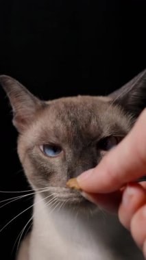 Dikey video. Siyam Kedisi Etkilenmemiş Görünürken İnsan Eli Karanlık Arkaplanlı Stüdyoda Burnuna Yakın Bir Muamele Sunuyor, Reddedilme Davranışlarını Gösteriyor