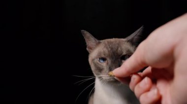 Siyam Kedisi Etkilenmemiş Görünürken İnsan Eli Karanlık Arkaplanlı Stüdyoda Burnuna Yakın Bir Muamele Sunuyor, Reddedilme Davranışlarını Gösteriyor