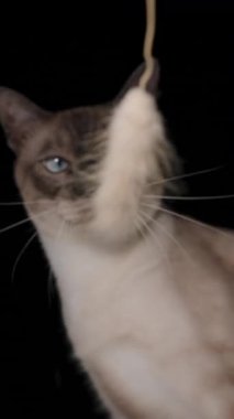 Dikey video. Siyam Kedisi Asılan Oyuncak Pençesiyle Oynuyor Kara Arkaplanda Orta Hareket Bulanık Hareket ve Hareket Açısıyla Yakalandı