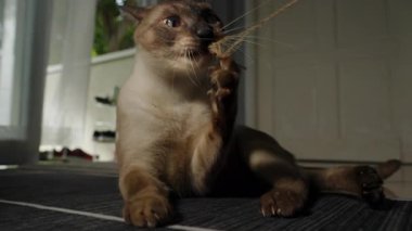 Siyam Kedisi Yerde Uzanıyor Dişleri ve Pençesiyle İpi Çekiyor Parlak Aydınlatma Odasında Kapalı Açıkta Yakalandı