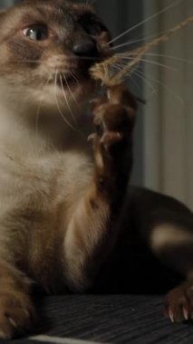 Dikey video. Siyam Kedisi Yerde Uzanıyor Dişleri ve Pençesiyle İpi Çekiyor Parlak Aydınlatma Odasında Kapalı Açıkta Yakalandı