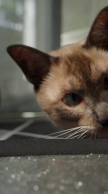 Dikey video. Yan yatmış siyam kedisi Yüzeyin kenarında dinleniyor Kapalı alanda parlak güneş ışığıyla uykulu görünüyor