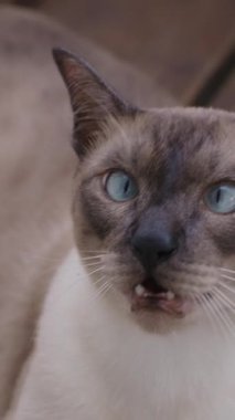 Dikey video. Çapraz Gözlü Mavi Gözlü Siyam Kedisi Sıcak Güneş Işığı ve Kapalı Kapalı Kapalı Kapılar Gölgeleri Yüzeyinde Dinleniyor